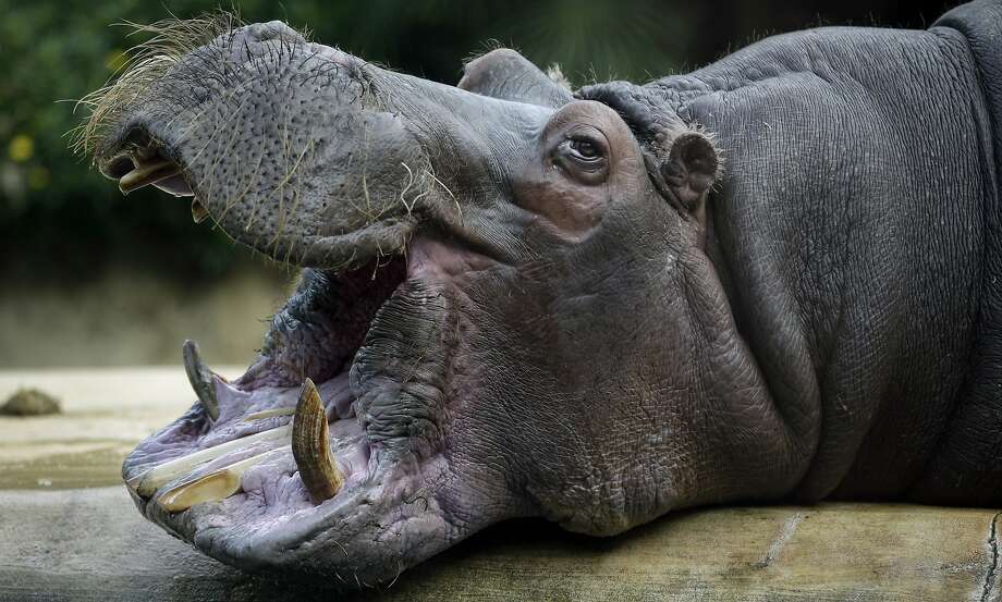 Man spanks hippo at L.A. Zoo; video goes viral - SFGate