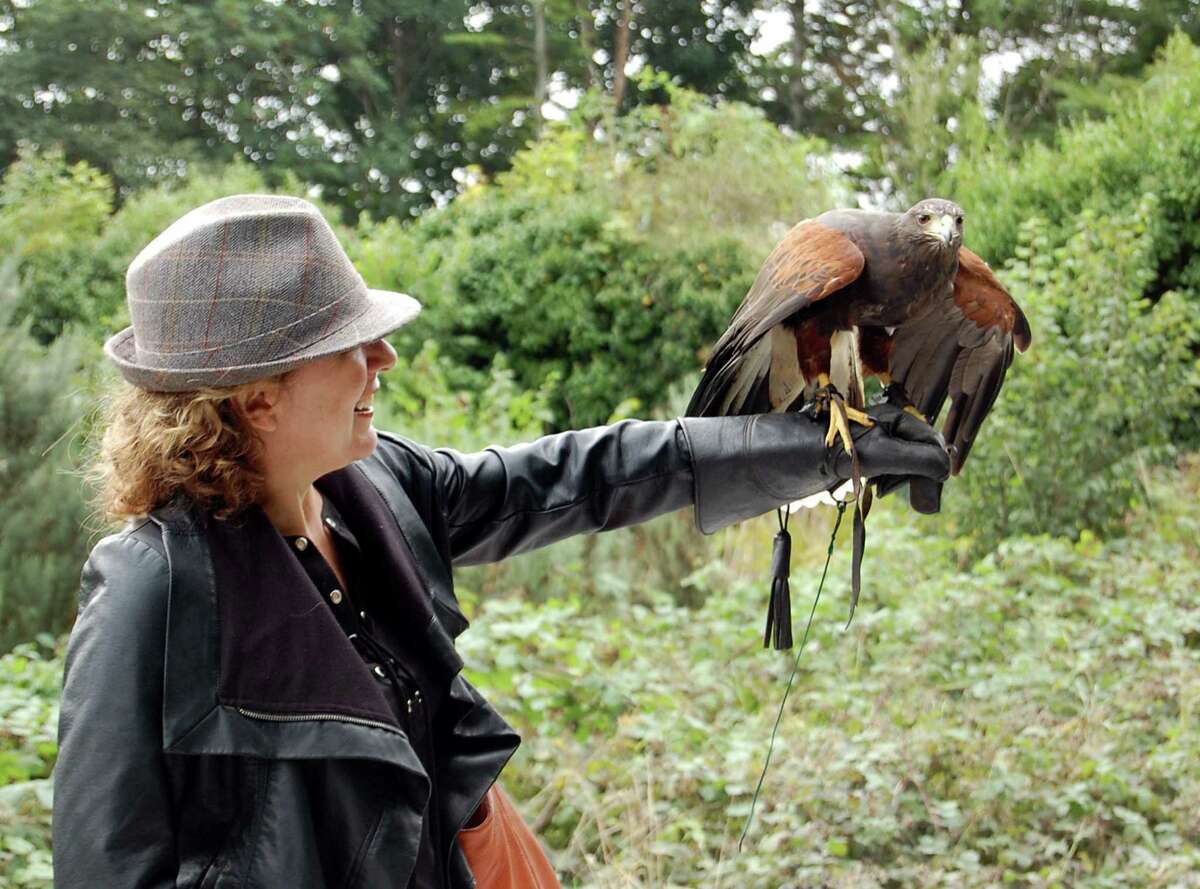 Kathleen Perkins goes on a hawk walk in western Ireland with Milly, a Harris hawk.