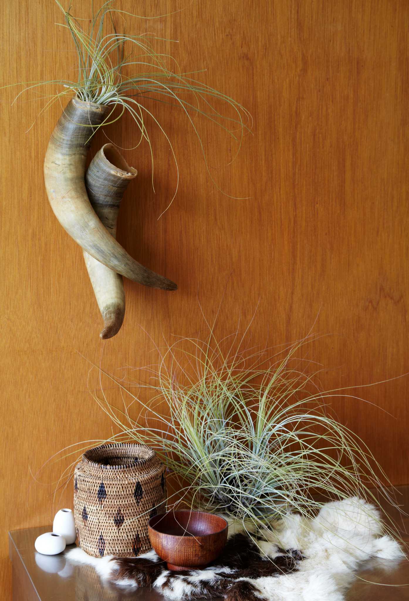 Decorating with air plants
