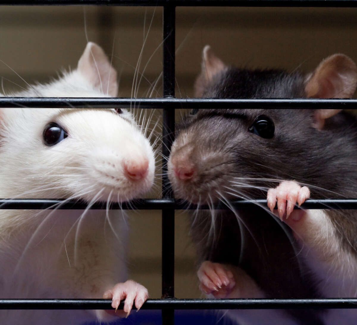 Two fancy rats looking through cage bars