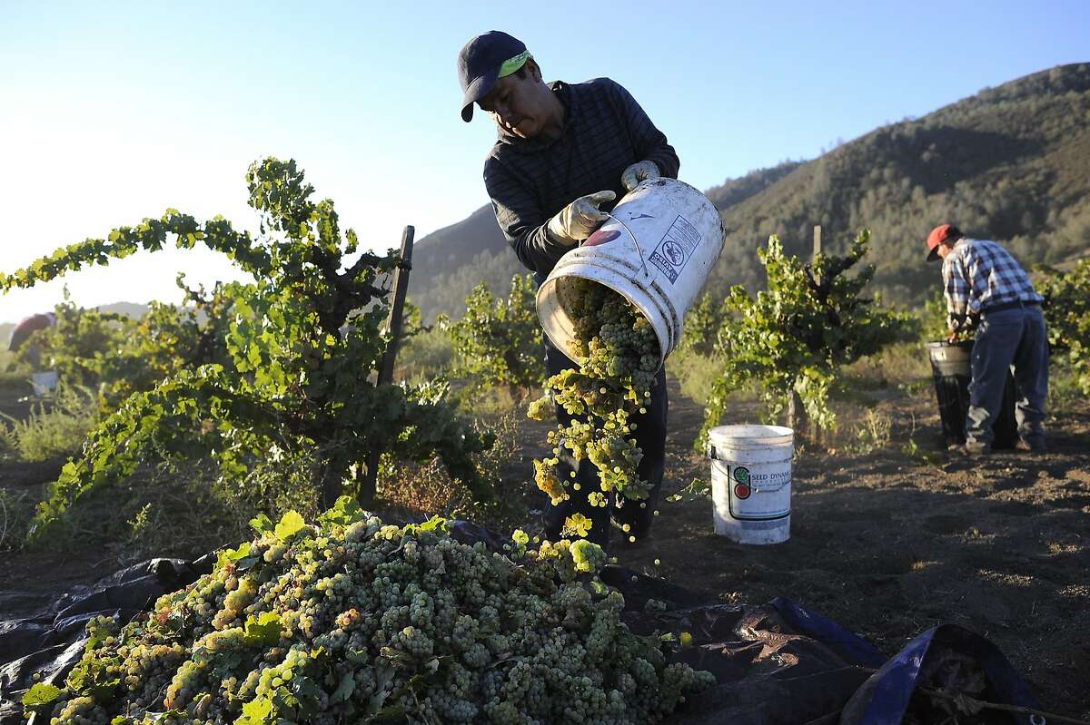 Field worker Eduardo Segoviano dumps out a bucket of Riesling grapes picked from dry-farmed, head trained vines at Wirz Vineyards in Hollister, CA, October 3, 2014.