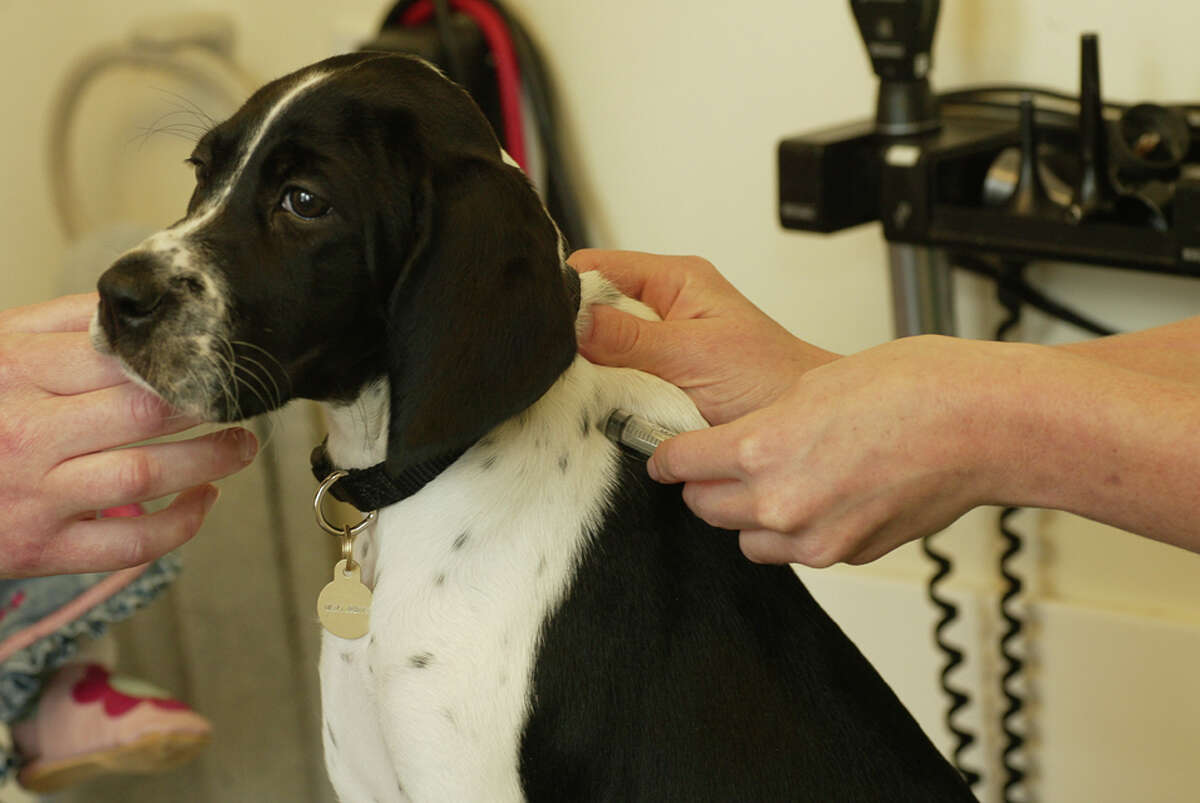 Ebola & your pets Fact versus fiction