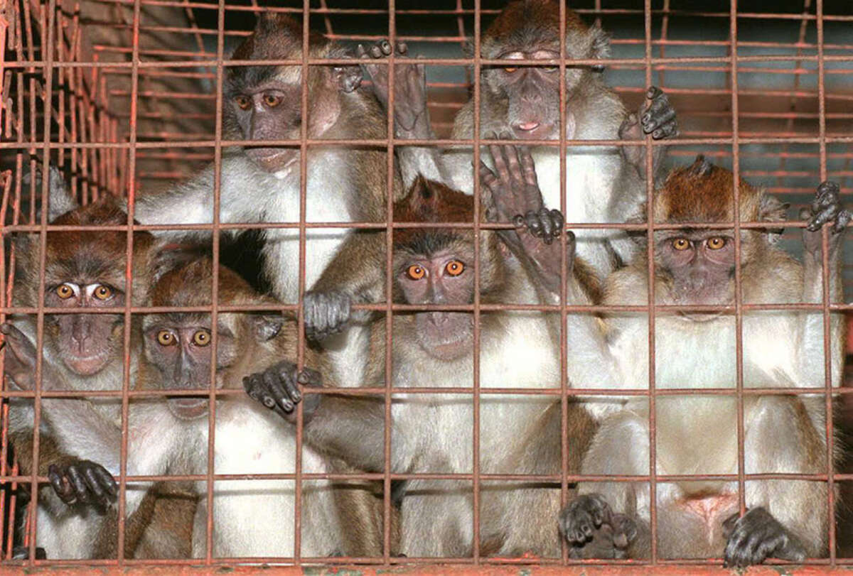 Ebola & your pets Fact versus fiction