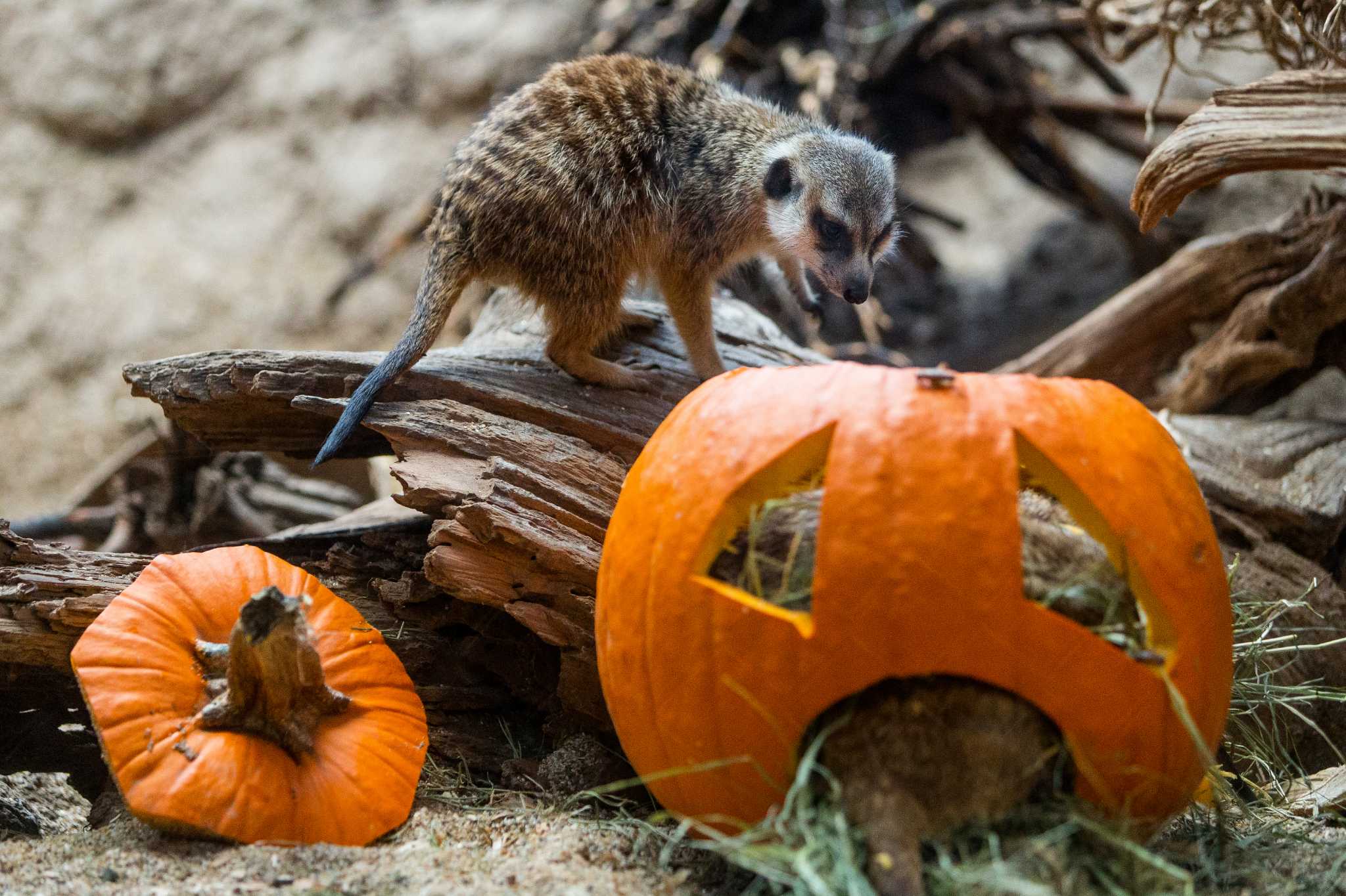 Woodland Park Zoo's Pumpkin Bash 2014