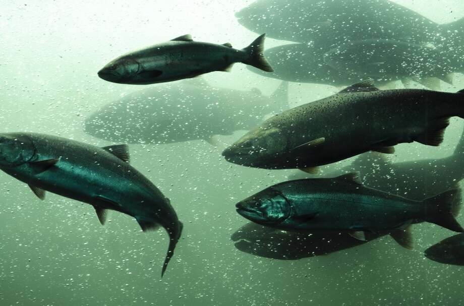 Pacific salmon market may remain unaffected by sea lice - seattlepi.com