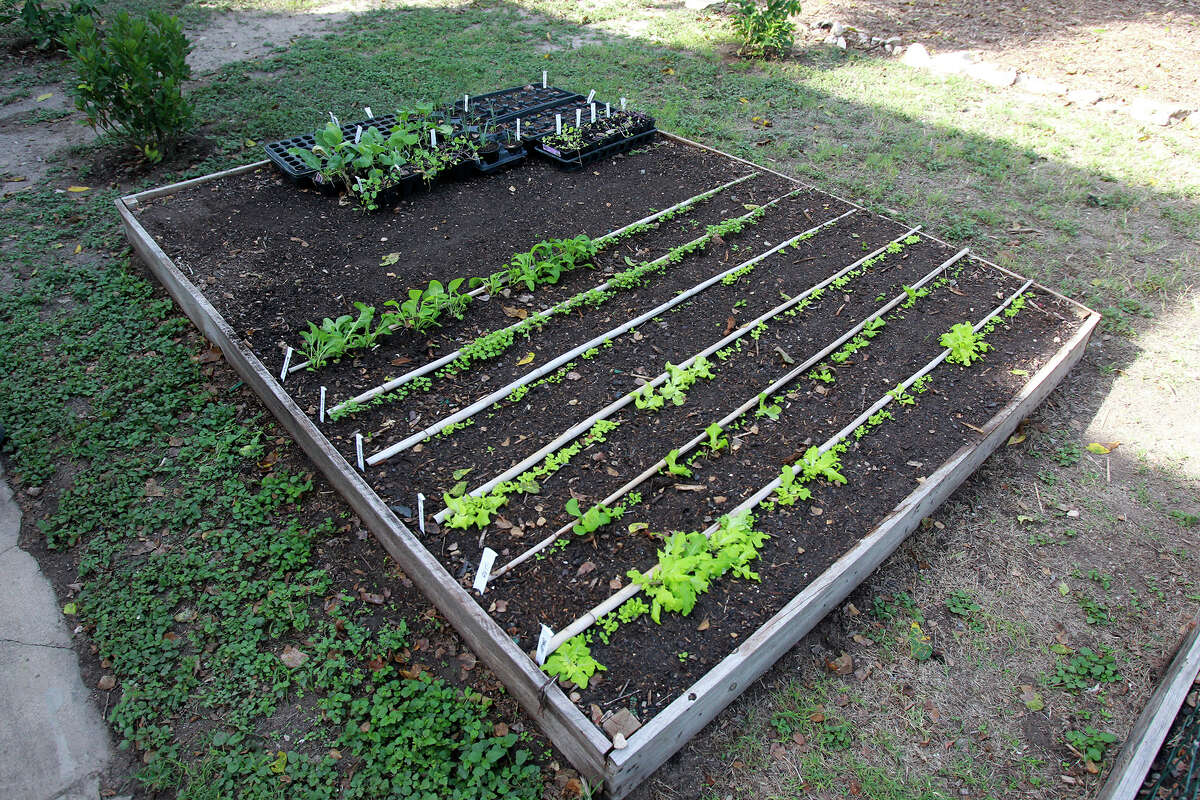 A raised bed for lettuce and other edible greens is part of Paul Sartory's urban garden on North Flores Street.