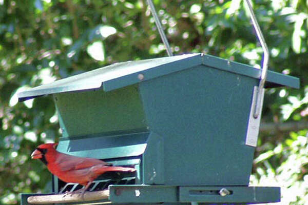 Fill Bird Feeders For Hungry Flocks Expressnews Com