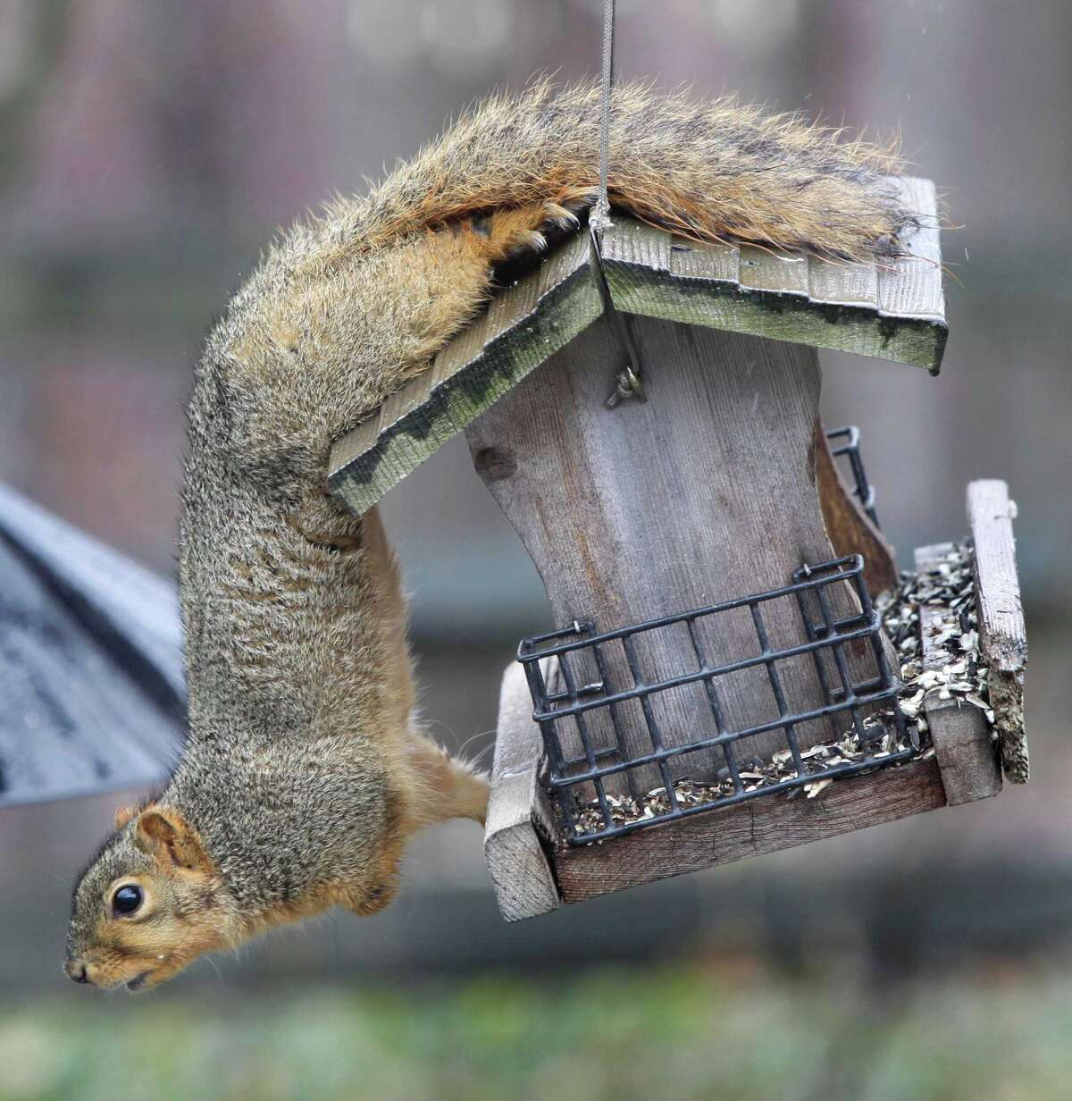 Feed birds, deter squirrels