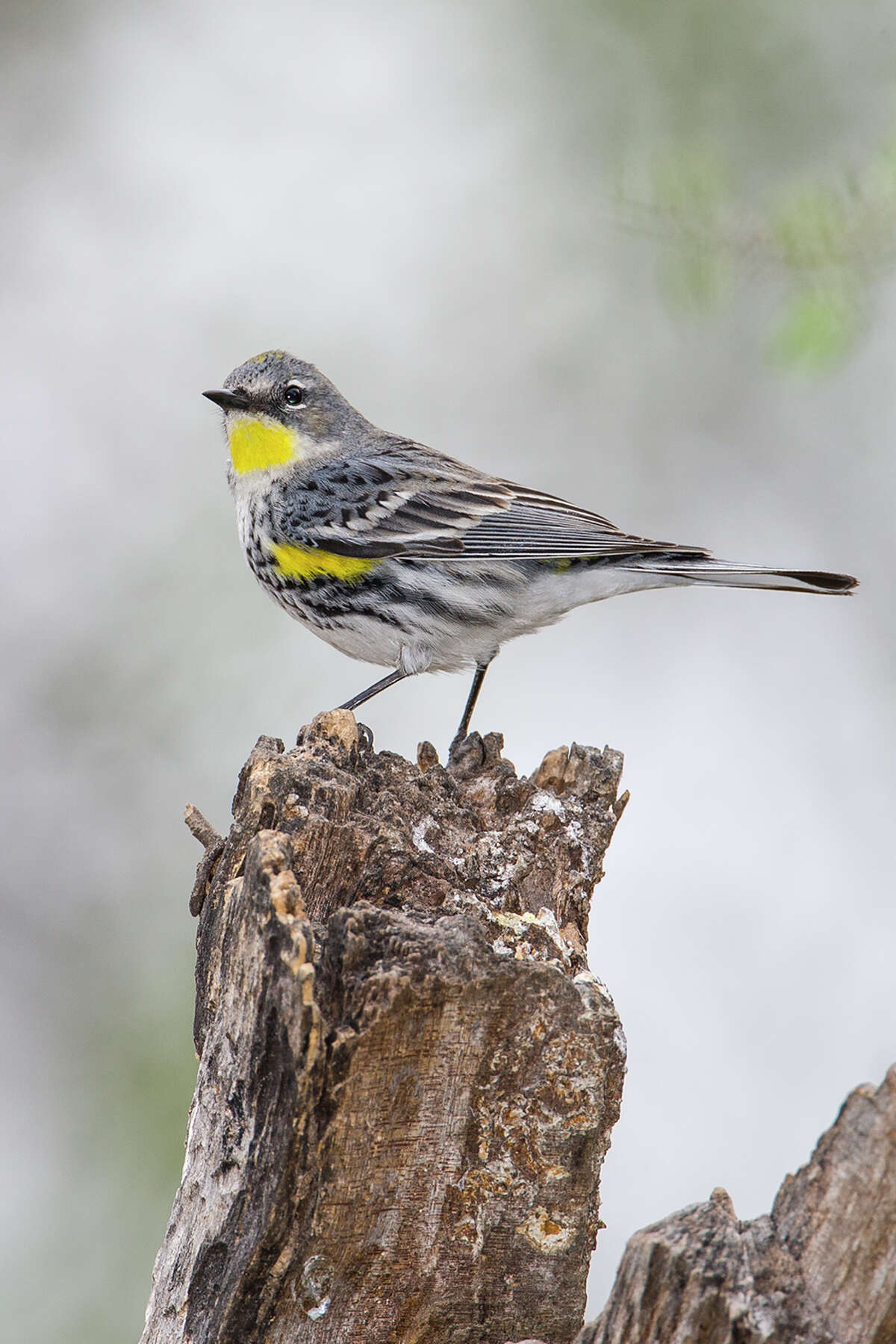 yellow rumped warbler southern california yellow rumped warbler southern california