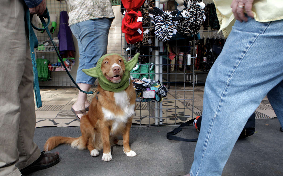 7,000 dogs converge at Alameda County fairgrounds for show