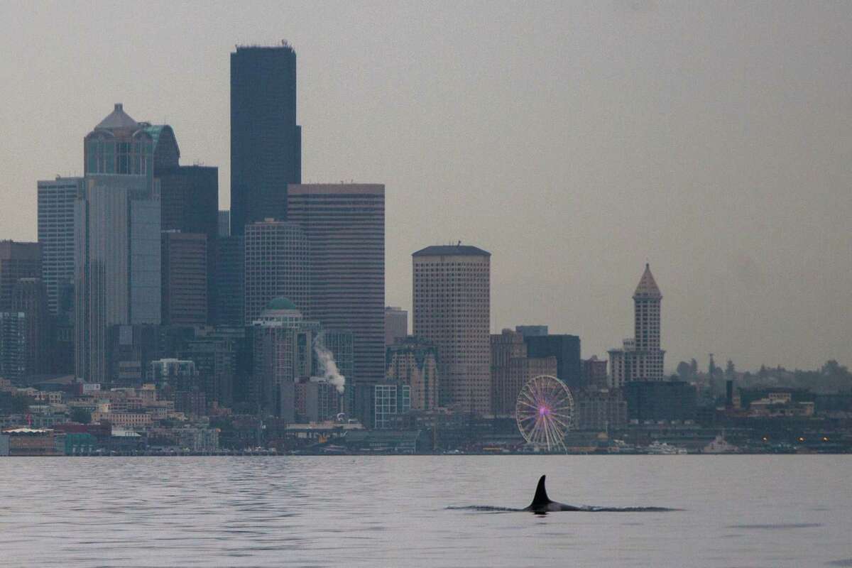 Orcas from multiple resident pods visit Seattle area