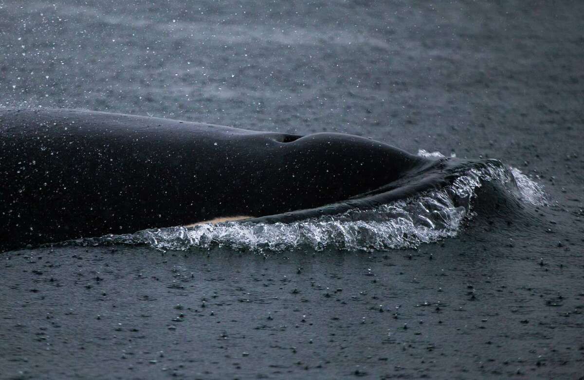 Orcas from multiple resident pods visit Seattle area