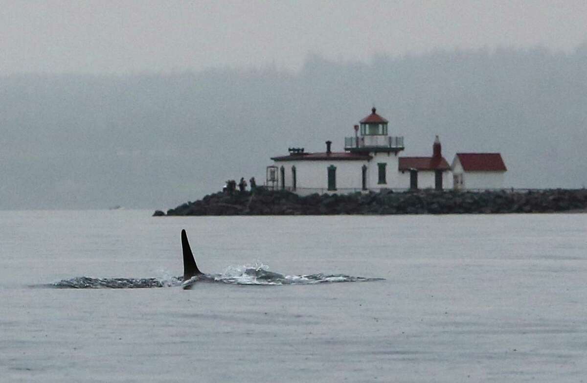 Orcas from multiple resident pods visit Seattle area