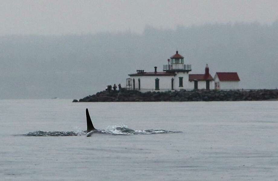 Orcas From Multiple Resident Pods Visit Seattle Area - Seattlepi.com