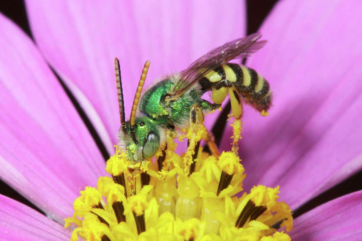A wild bee, one of 1,600 species native to California. Male of Agapostemon texanus on Cosmos flower