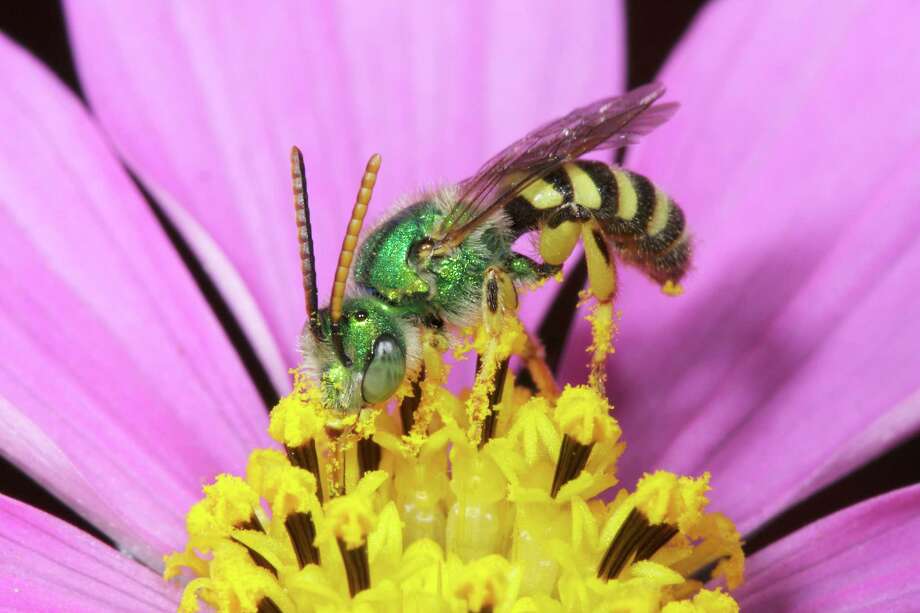 New book explores the ABCs of California’s native bees - SFGate