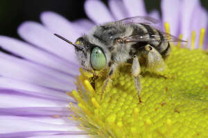 New book explores the ABCs of California’s native bees