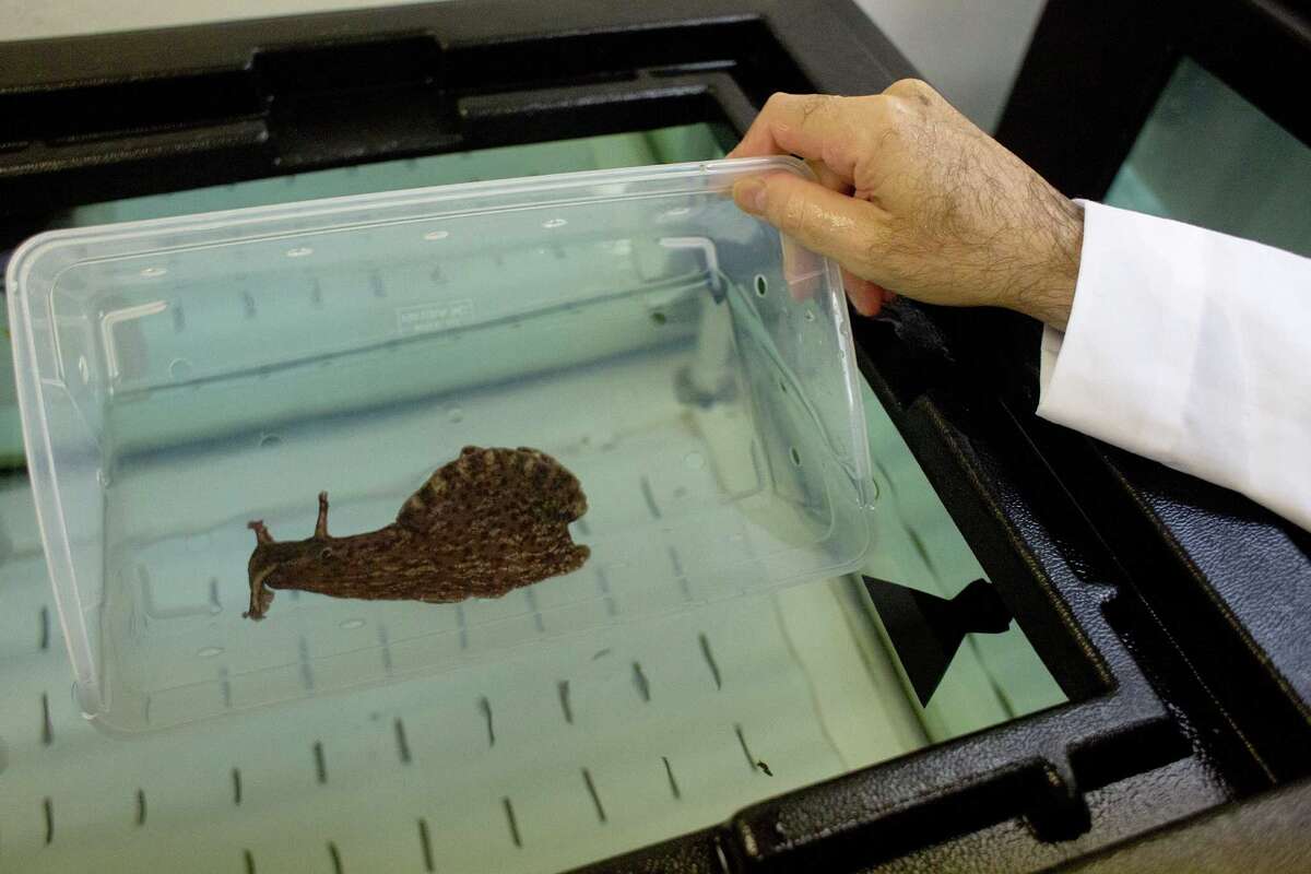 Snails help researchers study 'chemo brain'