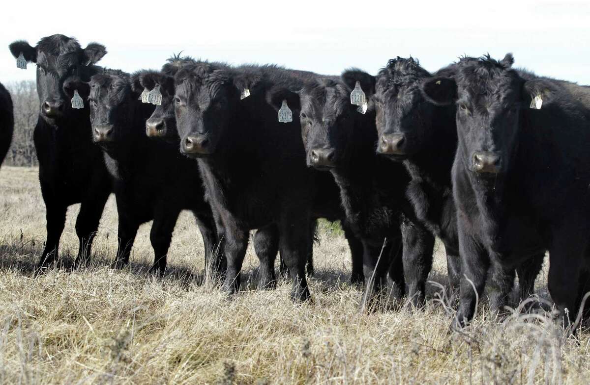 These cattle were raised on native range grass on a ranch near Grandview, Texas.