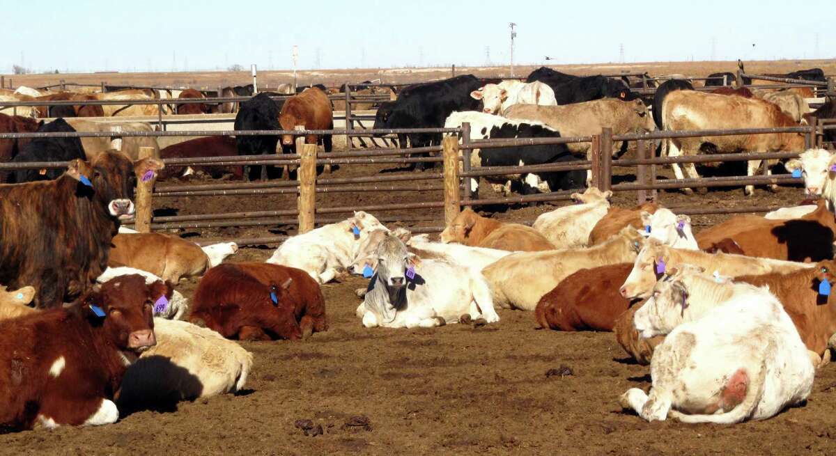 Cattle lounge in pens at a feedlot near Lubbock, Texas.