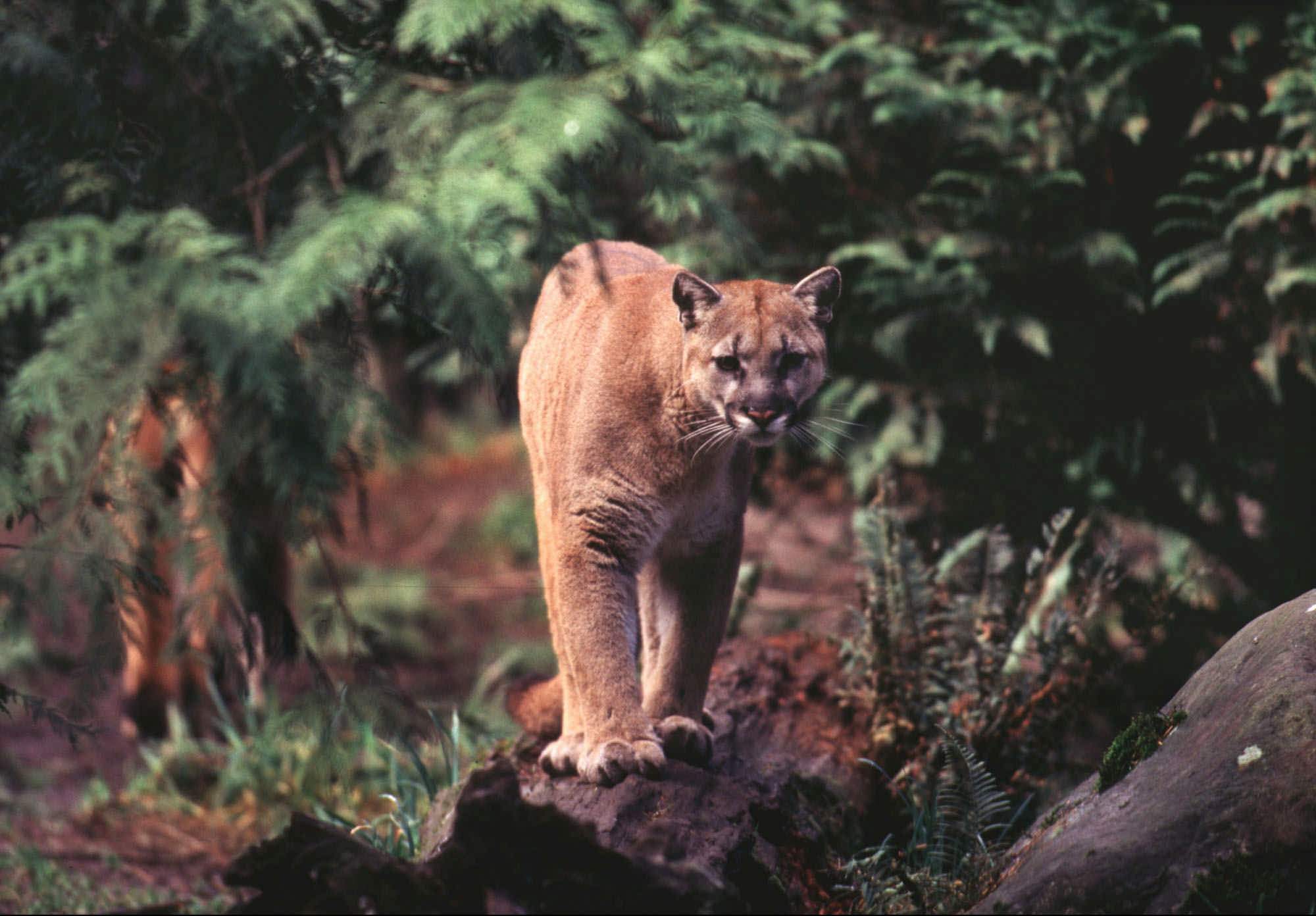 Mountain lion sightings reported in Connecticut, police say