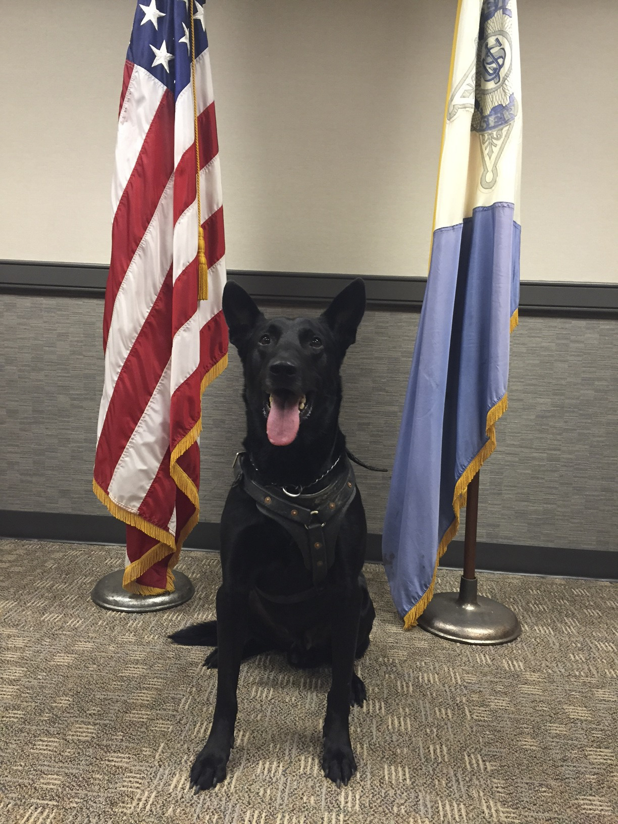 Secret Service dogs hailed as heroes at White House