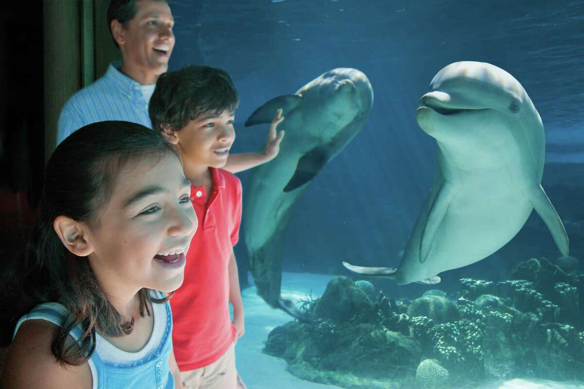 SeaWorld San Antonio’s new dolphin habitat, Dolphin Lagoon, is set to open in late spring before Memorial Day. Visitors will be able to view the dolphins through a large window after paying regular park admission. They will have the option of paying extra to get in the water with dolphins for about a half hour.