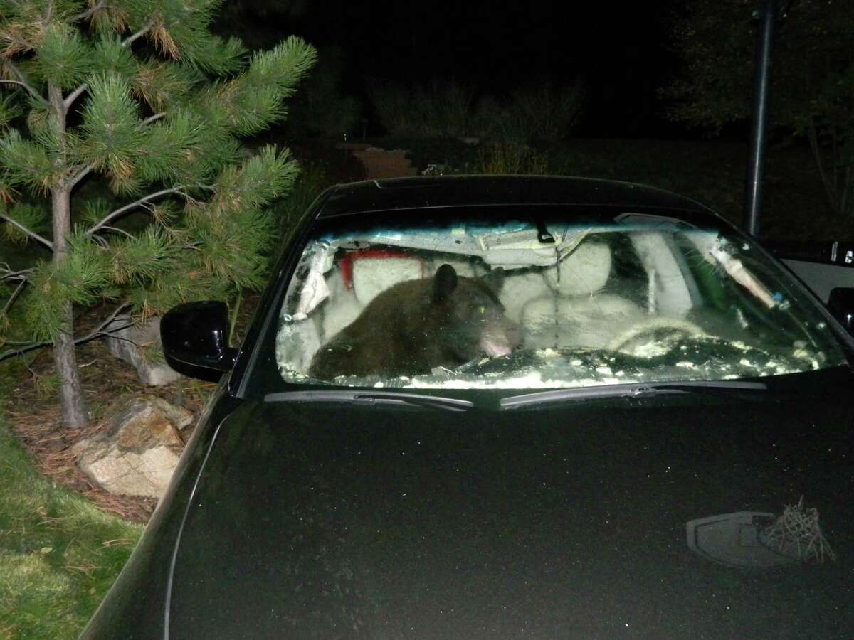 Enforcement of rules has reduced problems with food-raiding bears like this one and might also be the answer to cutting down on the slaughter of wildlife by speeding vehicles.