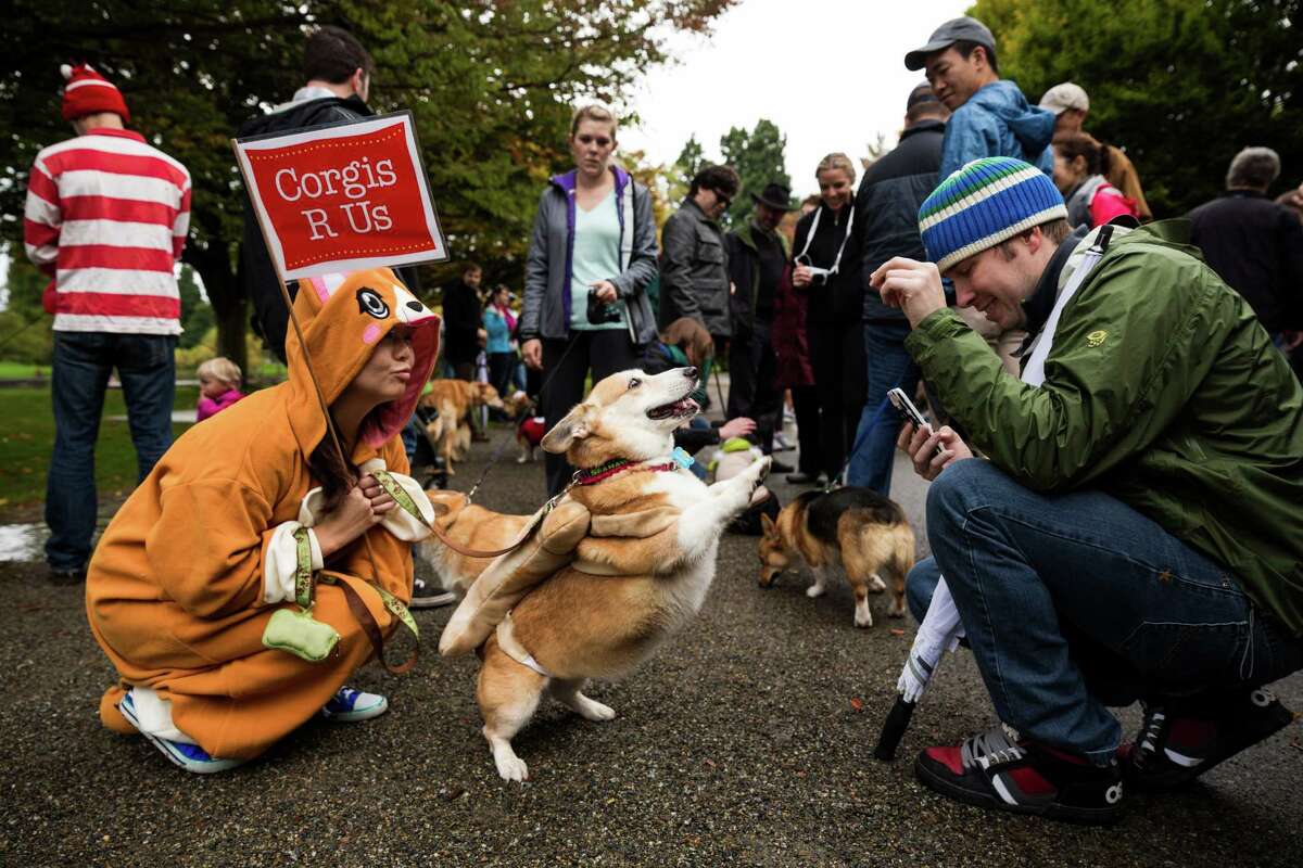 Hundreds of festive, adorable canines and their owners took part in the annual "A Very Corgi Howloween" costume walk Saturday, October 25, 2014, at Green Lake in Seattle, Washington. The walk was put on by the Seattle-local "Corgi's R Us" MeetUp group.