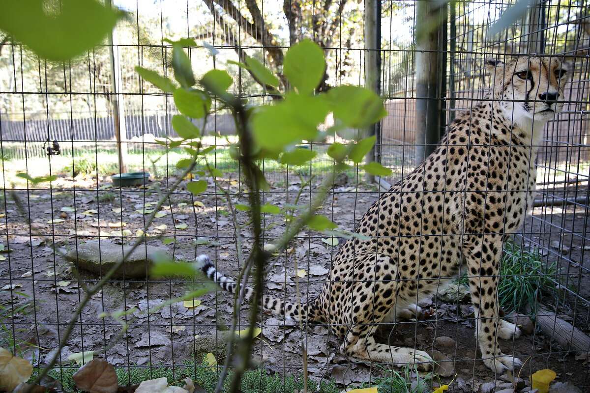 How a Napa winemaker became one of the world’s top cheetah experts