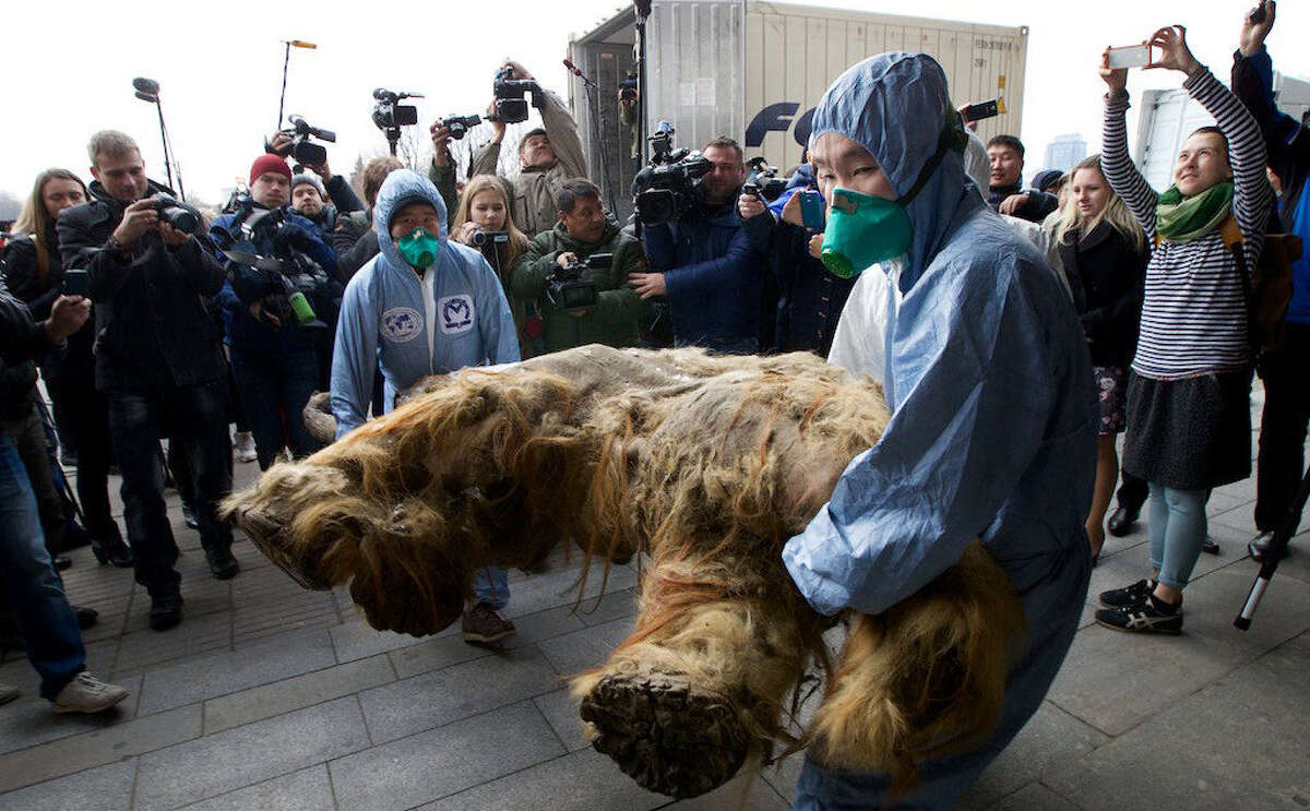 Russian Geographic Society staff members carry the body of the baby mammoth to its display in Moscow on Tuesday. The mammoth was found four years ago in the Siberian permafrost.