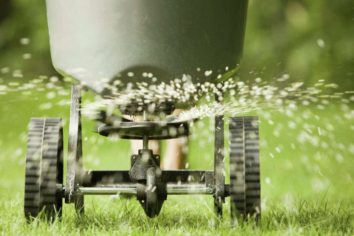 As long as grass is still green, it can be fed with a winterizer fertilizer to help protect it from cold and give it a jump start on turning green when spring arrives.