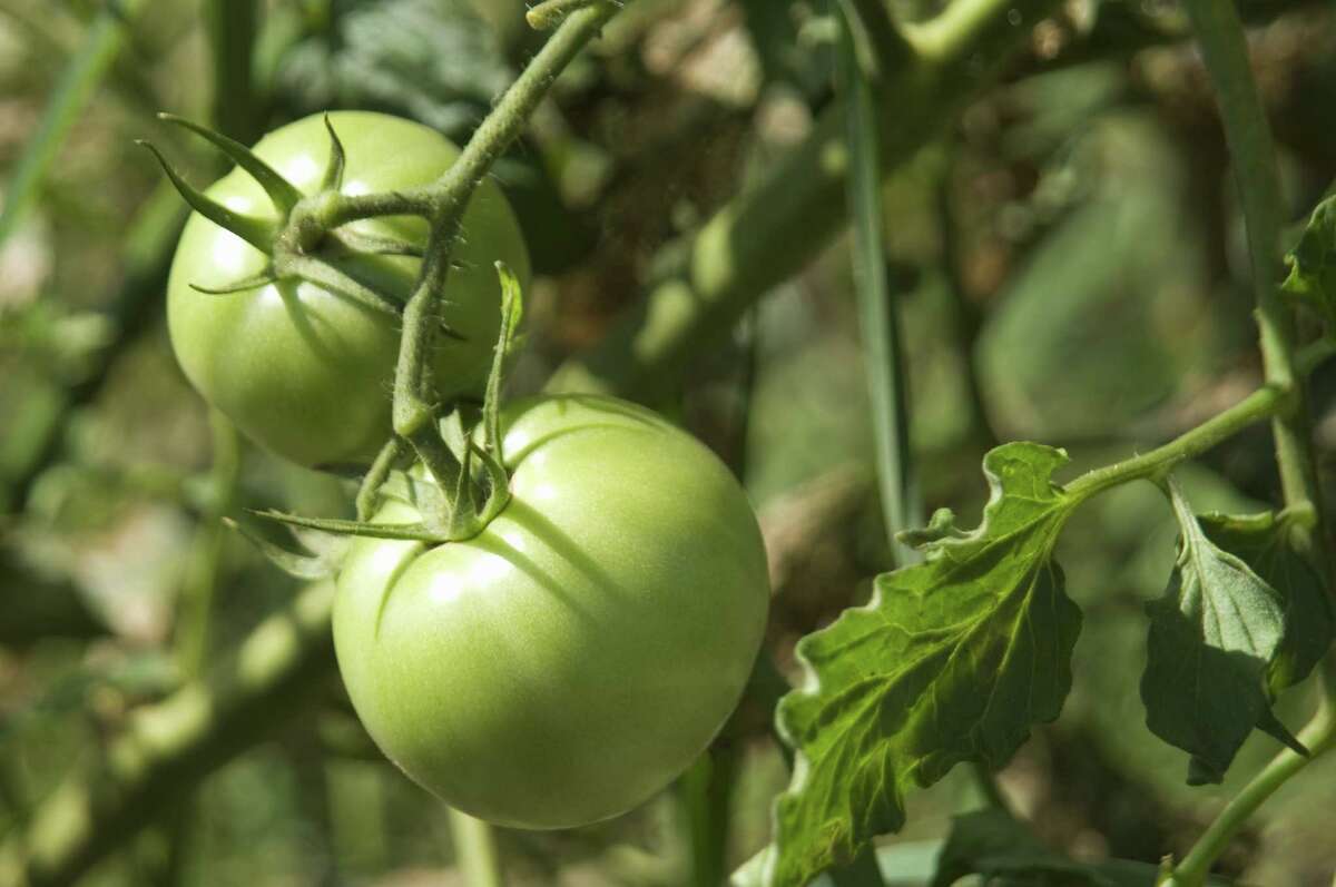 Have agricultural fabric handy to wrap tomato cages in case a frost is forecast. Green tomatoes on branch