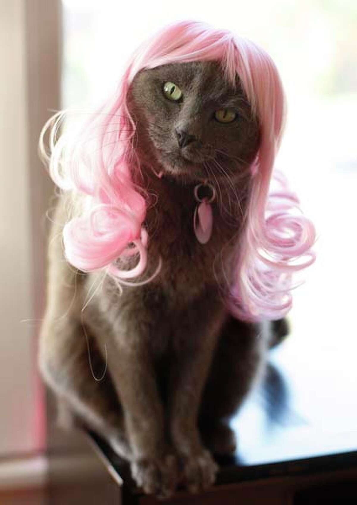 Кошка с волосами