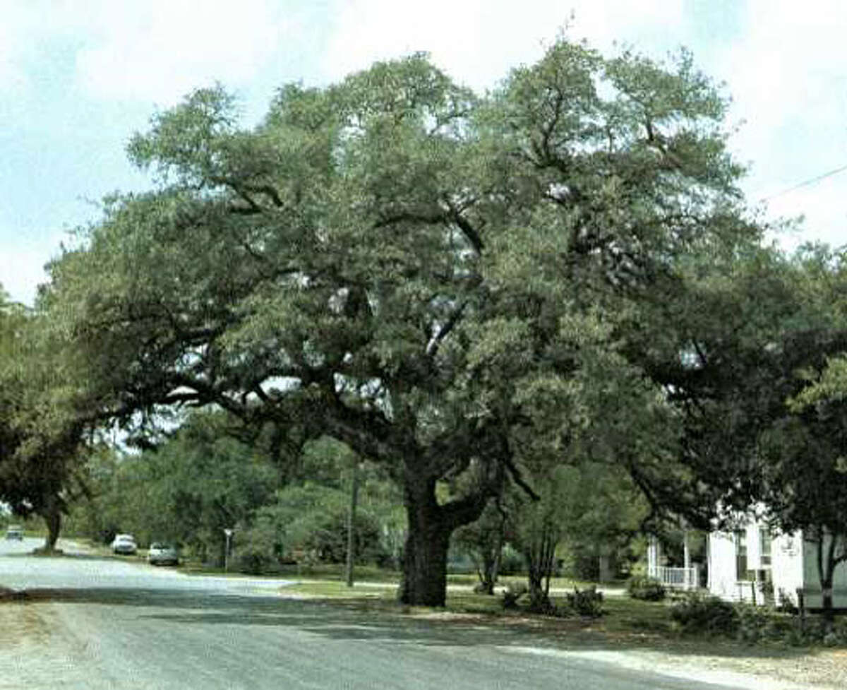 The famous trees in Texas that you can visit this summer