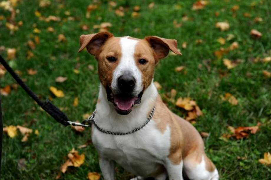 treat your pets to prevent tick bites photo: photo-helen-neafsey