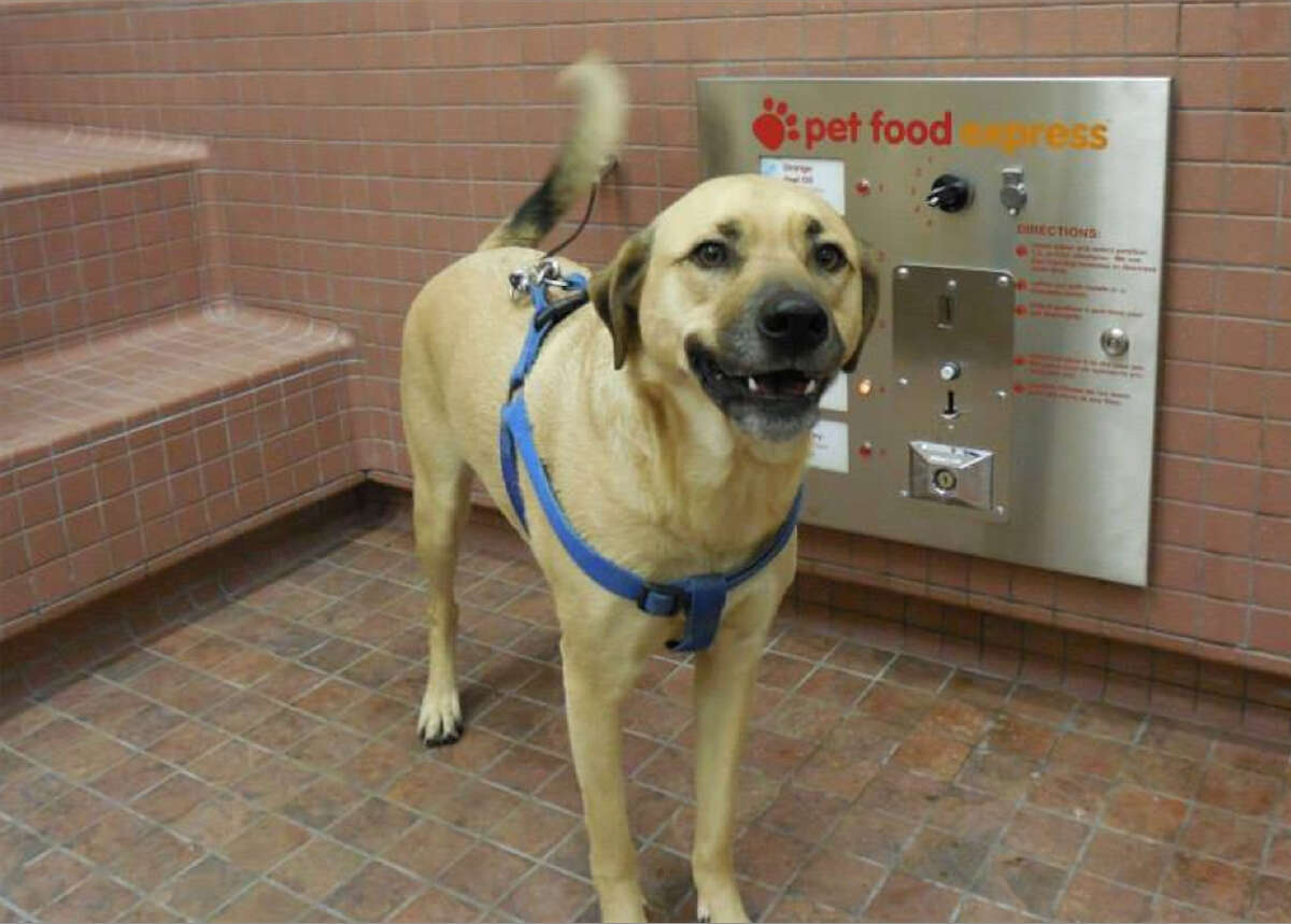 Top 20 Places to Take Your (Senior) Dog in the Bay Area LoveLocalSF