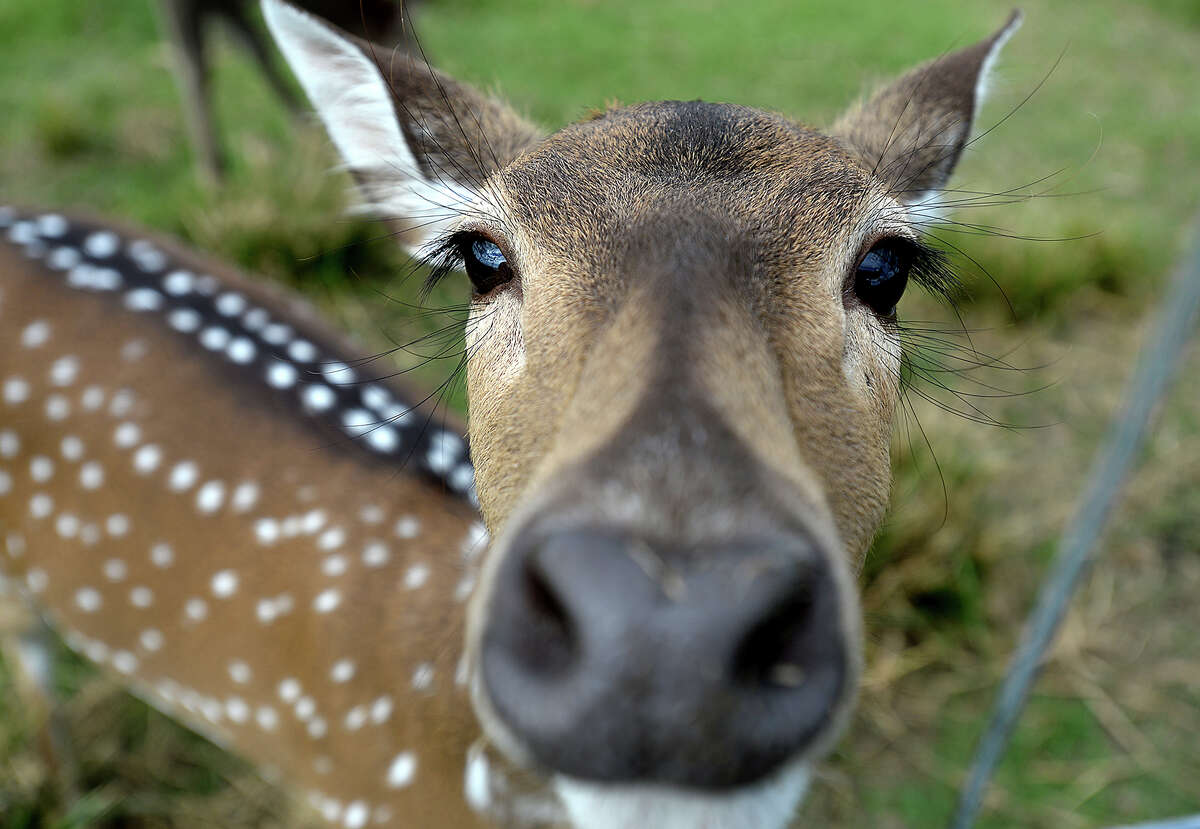 Exotic Deer Downhome In Winnie