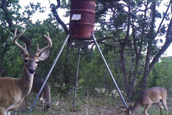 Deer Forecast Good But Season May Start Slow At Feeders