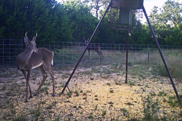 Deer Forecast Good But Season May Start Slow At Feeders