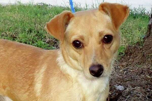 miniature pinscher lab mix