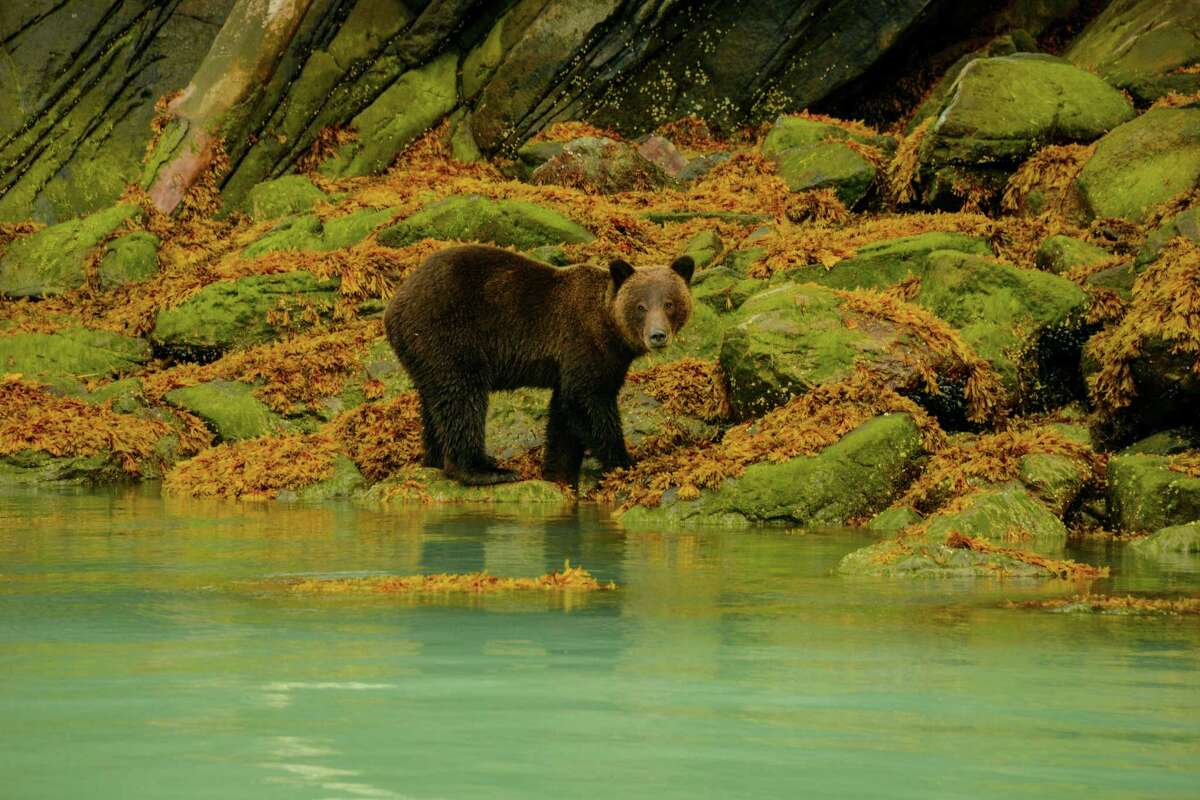A bear fishes for salmon along the Bute Inlet.