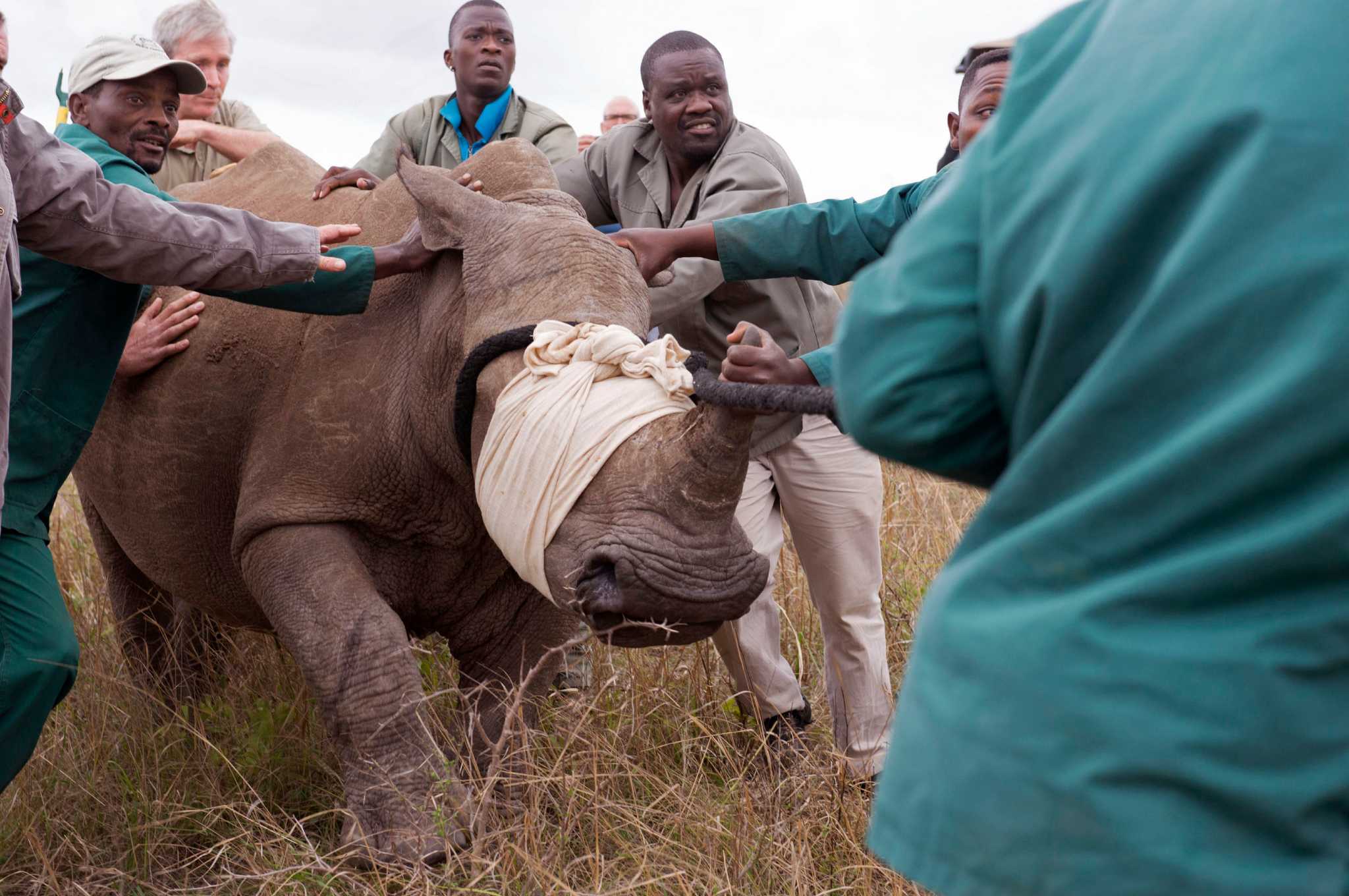 1 000 Orphaned Endangered Rhinos Could Come To South Texas San 