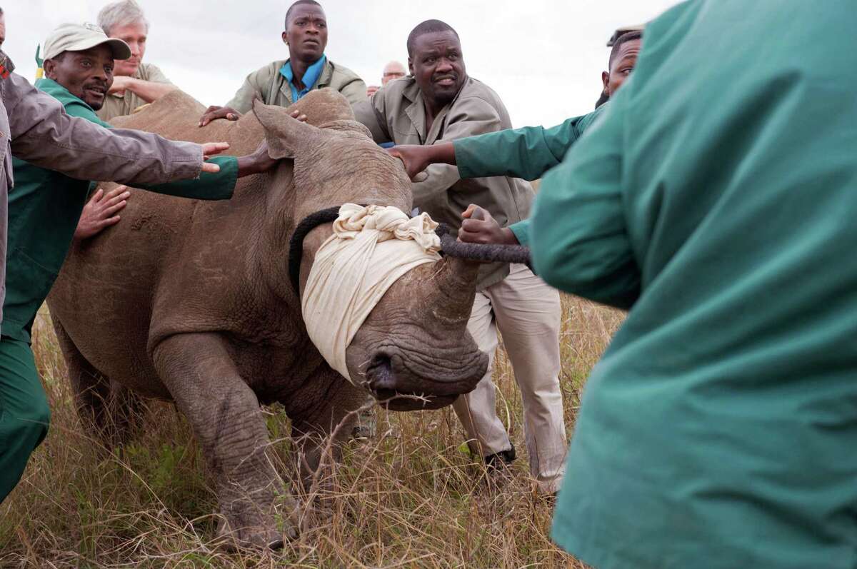 In this photo taken Monday, Oct. 13, 2014, a white Rhino from Kube Yini Private Game Reserve in KwaZulu-Natal is captured and moved to a truck after its partner was killed by poachers near the town of Hluhluwe, South Africa. South African police say they have arrested two Vietnamese and confiscated a large number of rhinoceros horns as part of an anti-poaching operation. Police said in a statement Saturday, Nov. 1, 2014, that the suspects were detained Friday night while in transit at Johannesburg's main international airport.