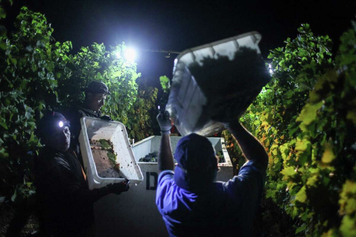 Workers empty buckets of grapes from the vine during a night harvest at Pine Mountain Vineyards.