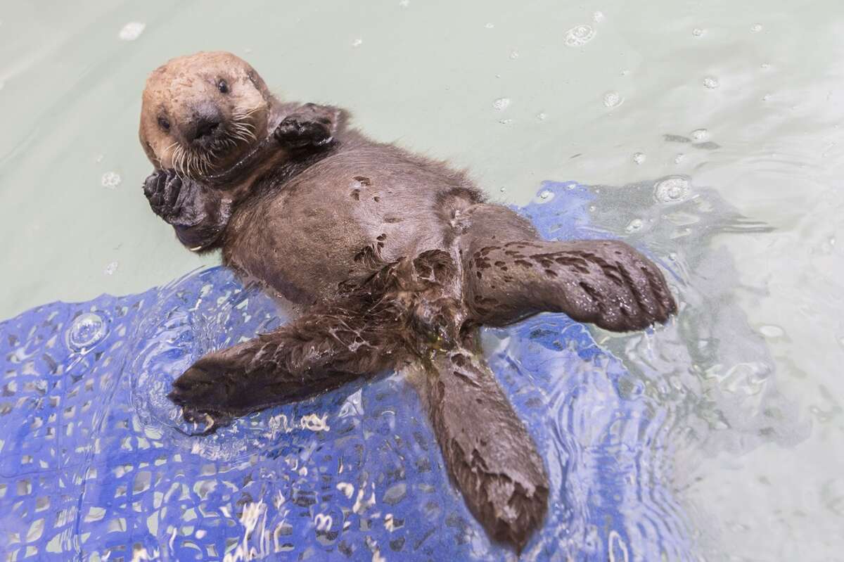 Sea otter pup reunited with mom in cutest video