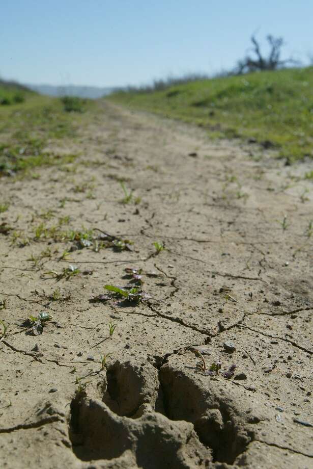 Killing of 11 coyotes in California infuriates conservationists SFGate