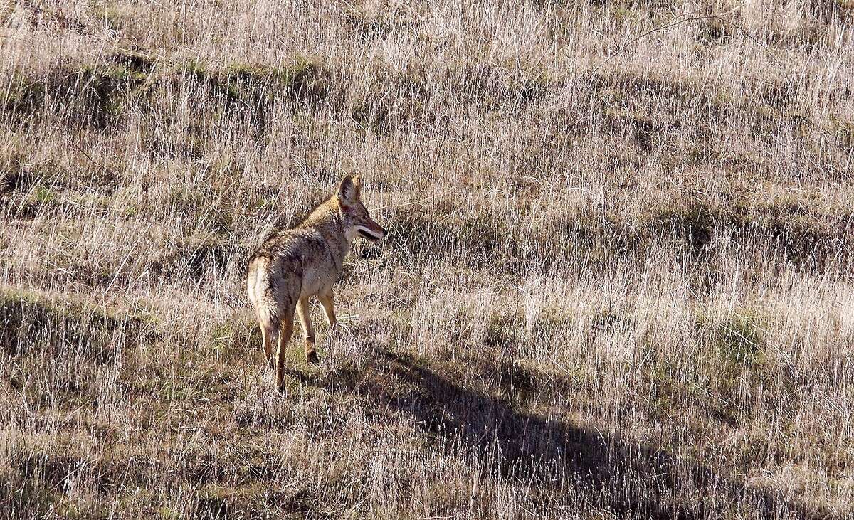 Killing of 11 coyotes in California infuriates conservationists