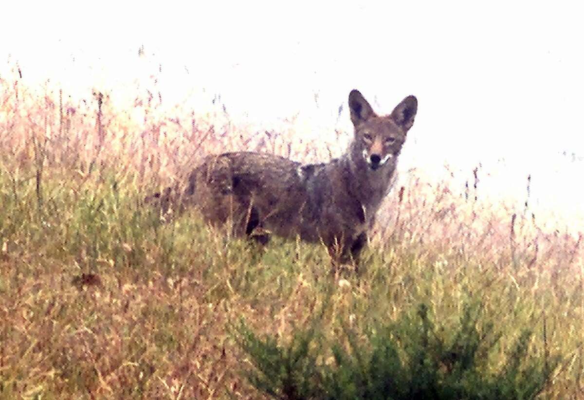 Killing of 11 coyotes in California infuriates conservationists