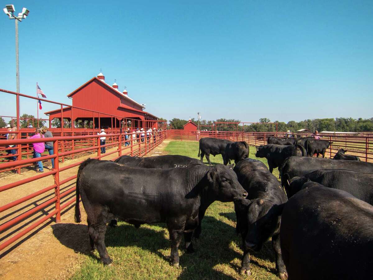 Cattle are auctioned at 44 Farms in central Texas.